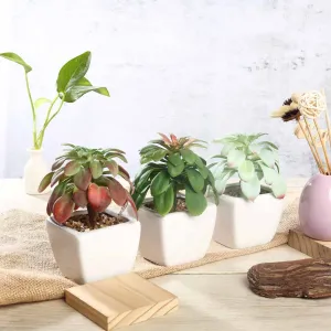 Set of 3 | 5'' Assorted Echeveria or Grape Artificial Plants with Pots