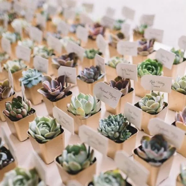 Set of 3 | 5'' Assorted Echeveria or Grape Artificial Plants with Pots
