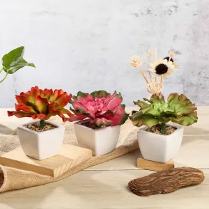 Set of 3 | 6'' Assorted Echeveria Artificial Plants with Pots