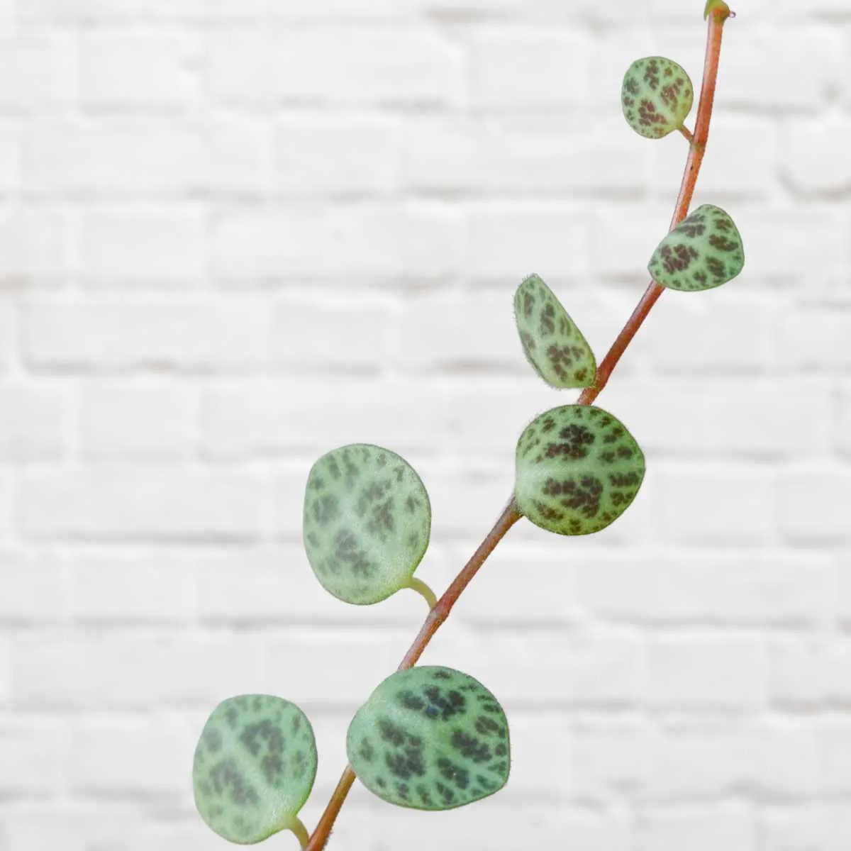 String of Turtles