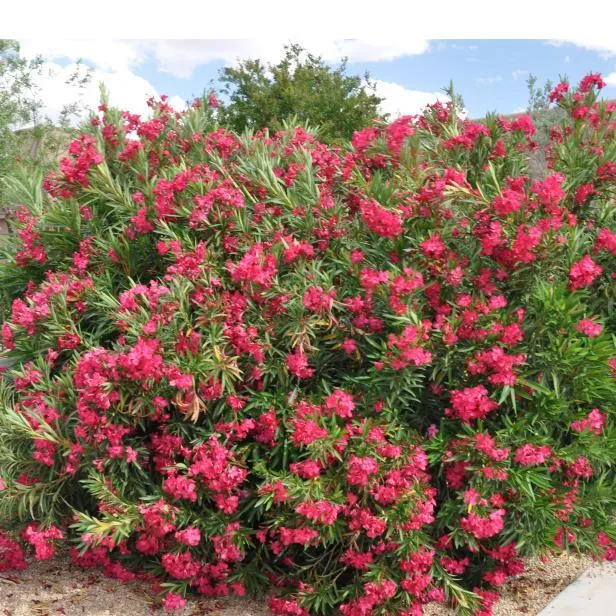 Stunning Kaner, Nerium Oleander Plant in Various Colors - Shop Now
