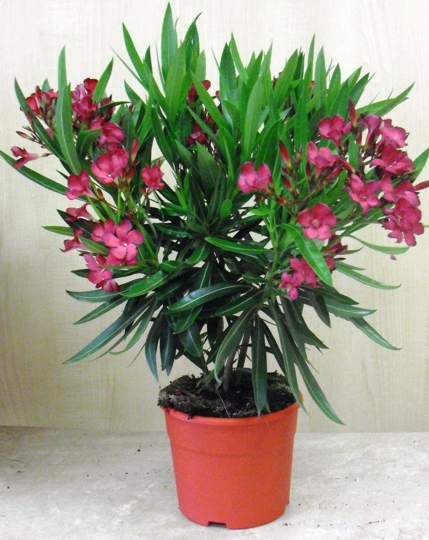 Stunning Kaner, Nerium Oleander Plant in Various Colors - Shop Now