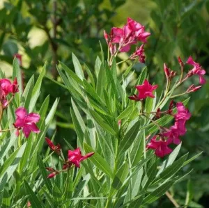 Stunning Kaner, Nerium Oleander Plant in Various Colors - Shop Now