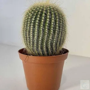Stunning Leninghuasi Cactus Plants for Sale - Bring Nature's Beauty to Your Home