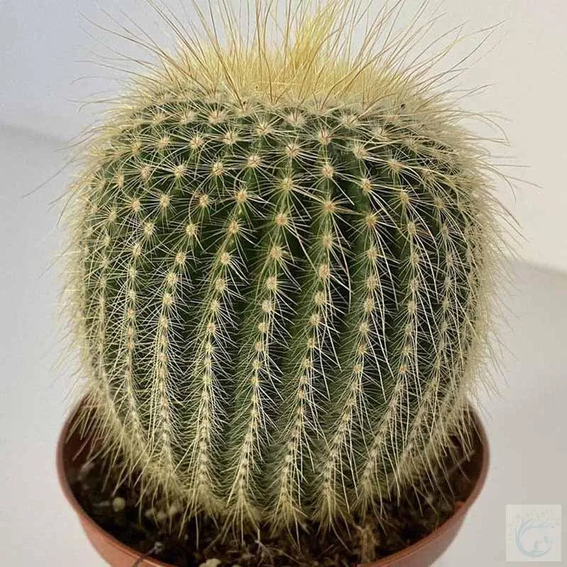 Stunning Leninghuasi Cactus Plants for Sale - Bring Nature's Beauty to Your Home