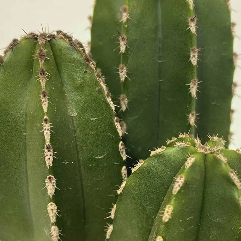 Stunning Pearl Line Cactus | Add a Touch of Desert Beauty to Your Home