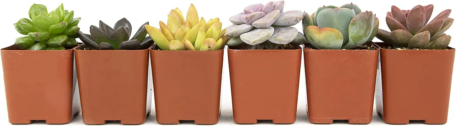 Succulent Plants, Fully Rooted in Planter Pots with Soil