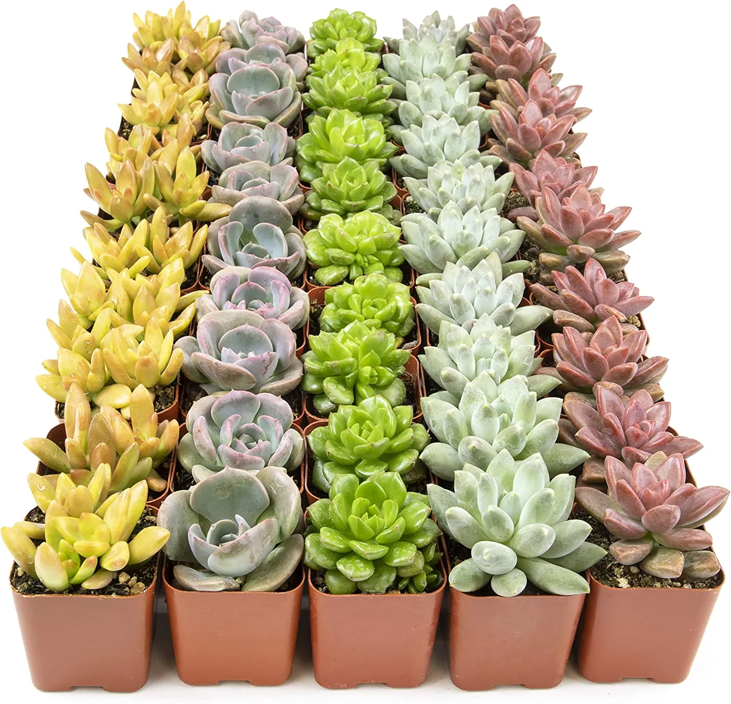 Succulent Plants, Fully Rooted in Planter Pots with Soil