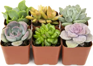 Succulent Plants, Fully Rooted in Planter Pots with Soil