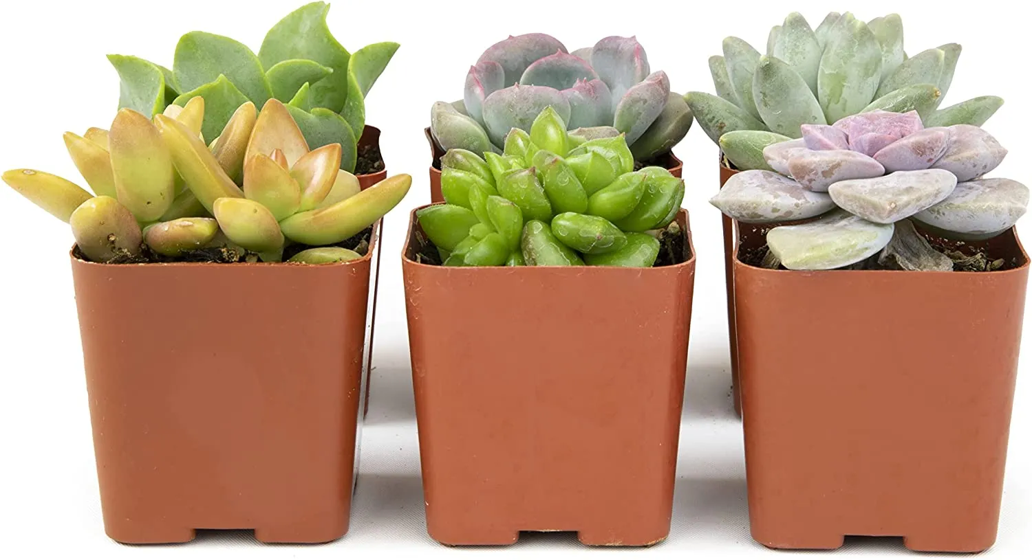 Succulent Plants, Fully Rooted in Planter Pots with Soil