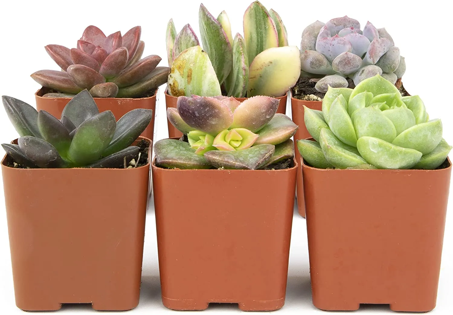 Succulent Plants, Fully Rooted in Planter Pots with Soil
