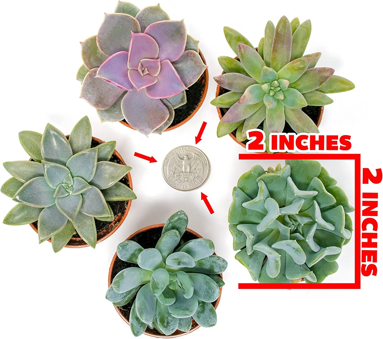 Succulent Plants, Fully Rooted in Planter Pots with Soil
