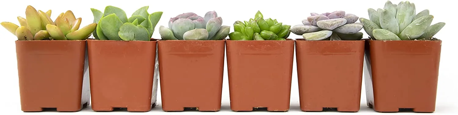 Succulent Plants, Fully Rooted in Planter Pots with Soil