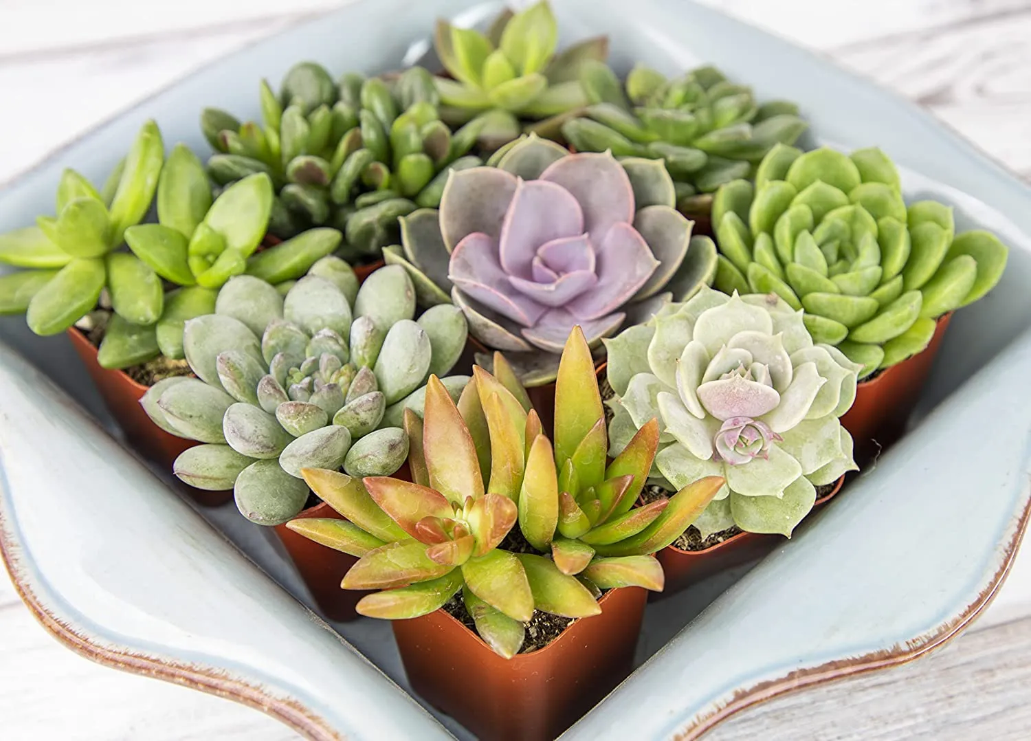Succulent Plants, Fully Rooted in Planter Pots with Soil