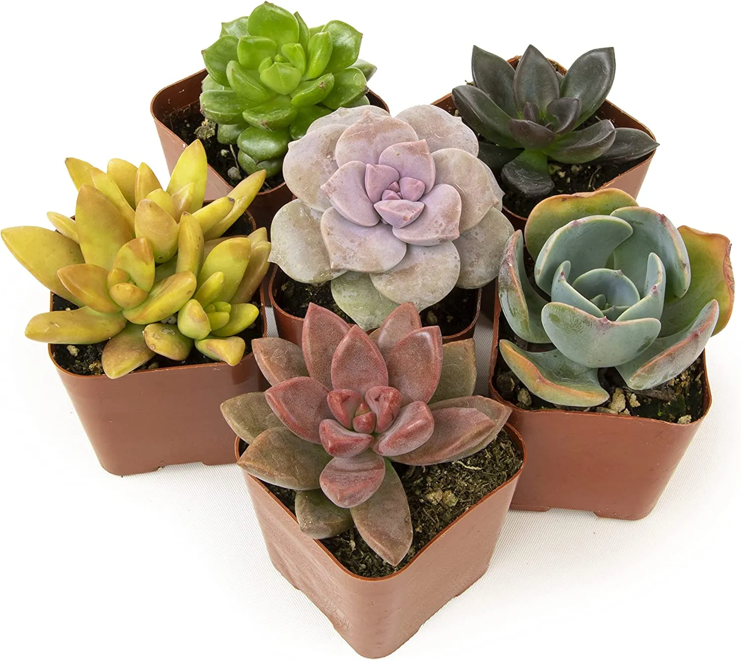 Succulent Plants, Fully Rooted in Planter Pots with Soil