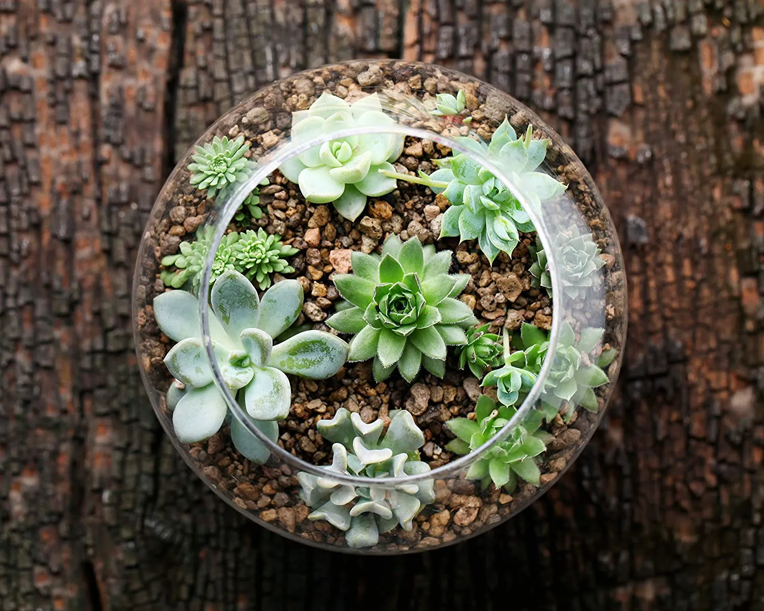 Succulent Plants, Fully Rooted in Planter Pots with Soil