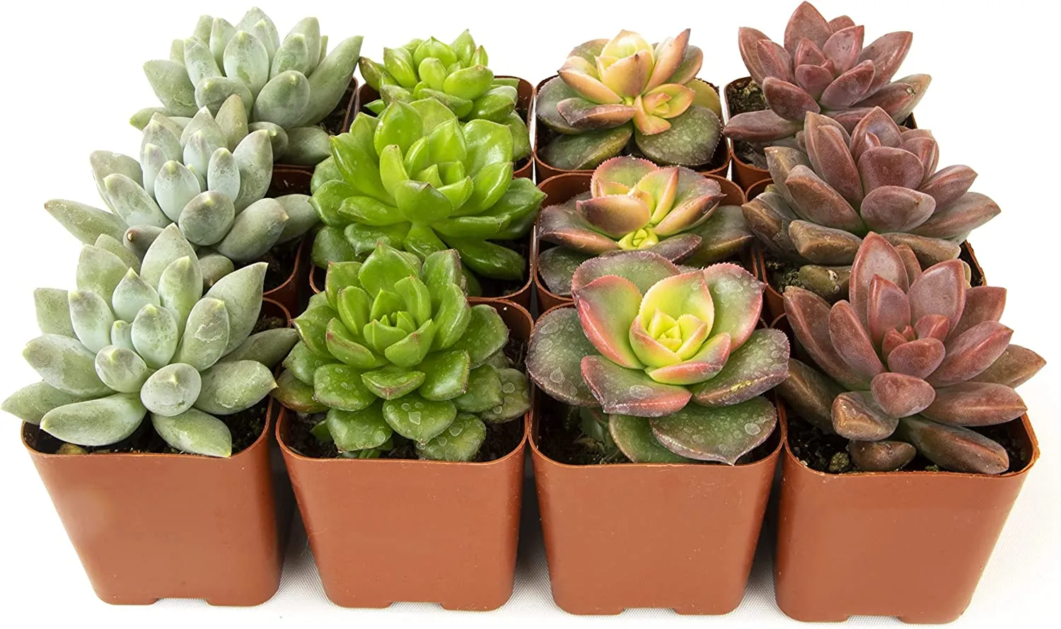 Succulent Plants, Fully Rooted in Planter Pots with Soil