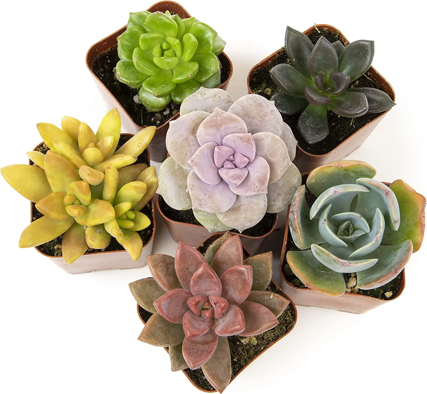 Succulent Plants, Fully Rooted in Planter Pots with Soil