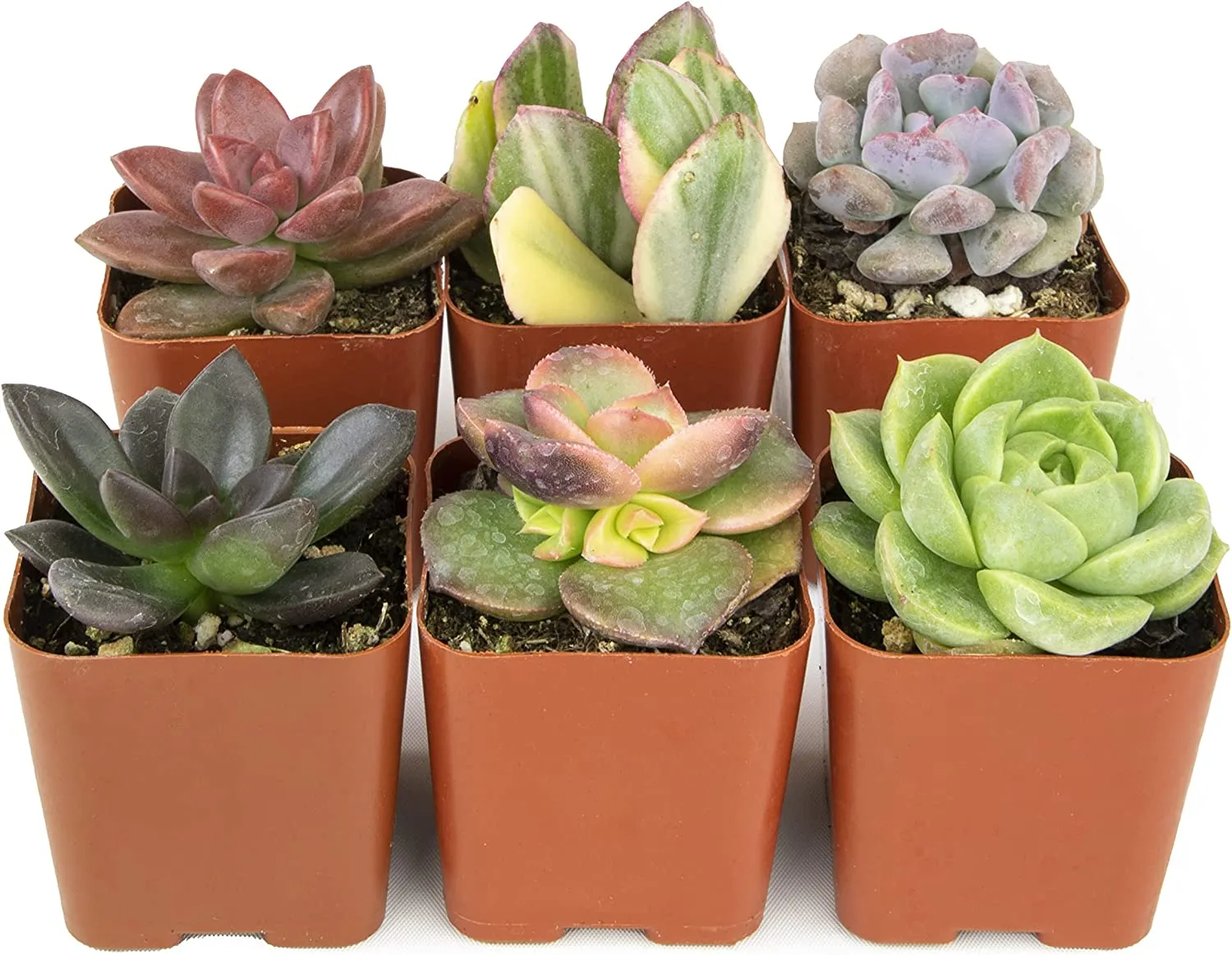 Succulent Plants, Fully Rooted in Planter Pots with Soil
