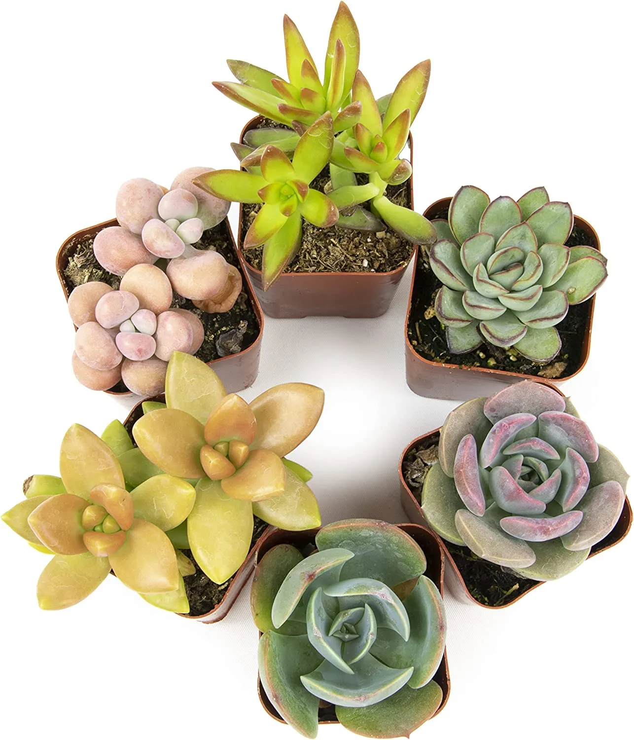 Succulent Plants, Fully Rooted in Planter Pots with Soil