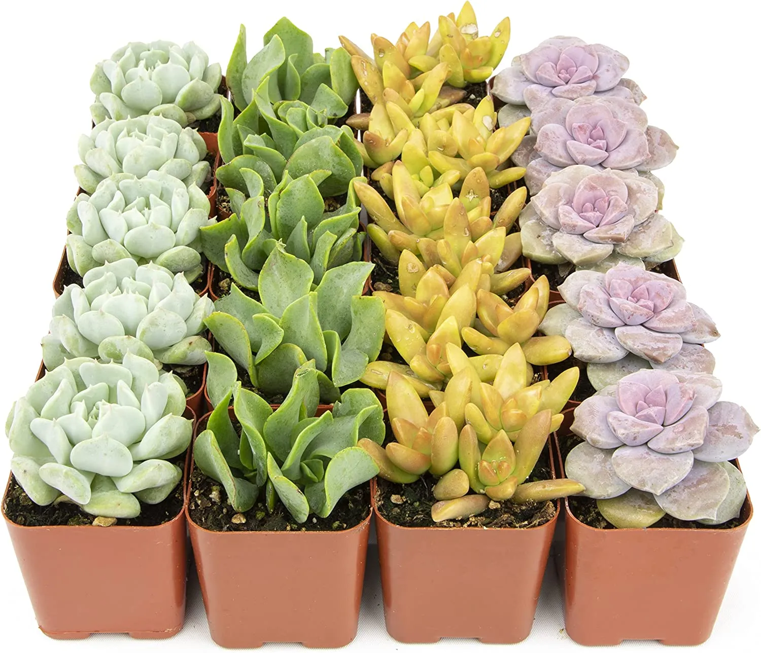 Succulent Plants, Fully Rooted in Planter Pots with Soil
