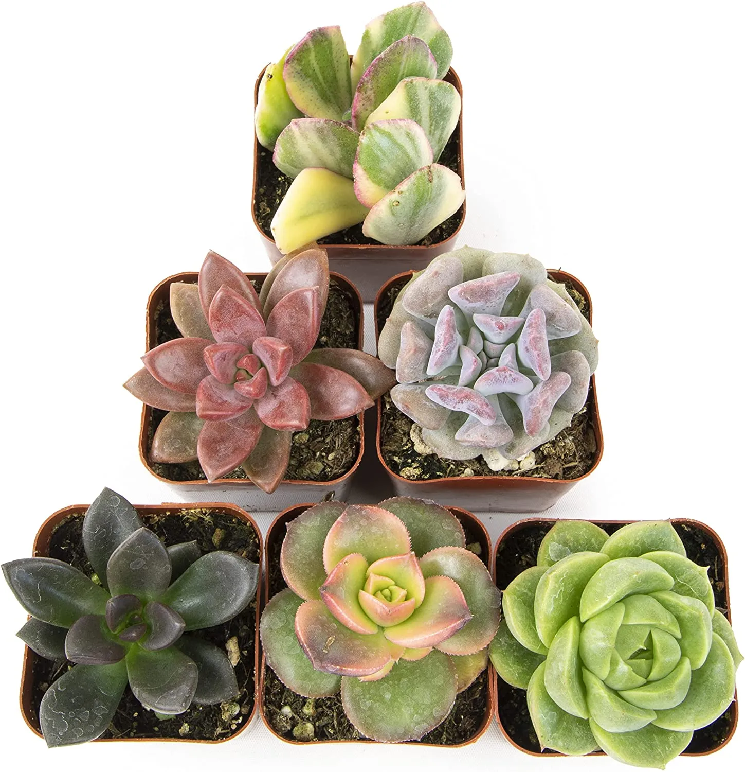 Succulent Plants, Fully Rooted in Planter Pots with Soil