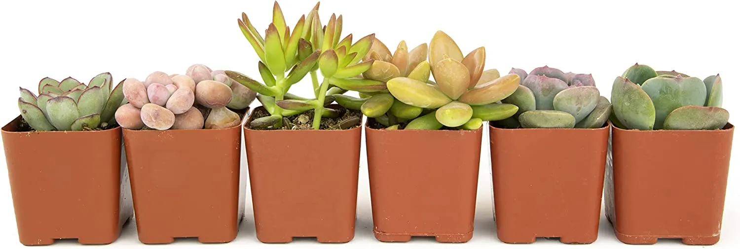 Succulent Plants, Fully Rooted in Planter Pots with Soil