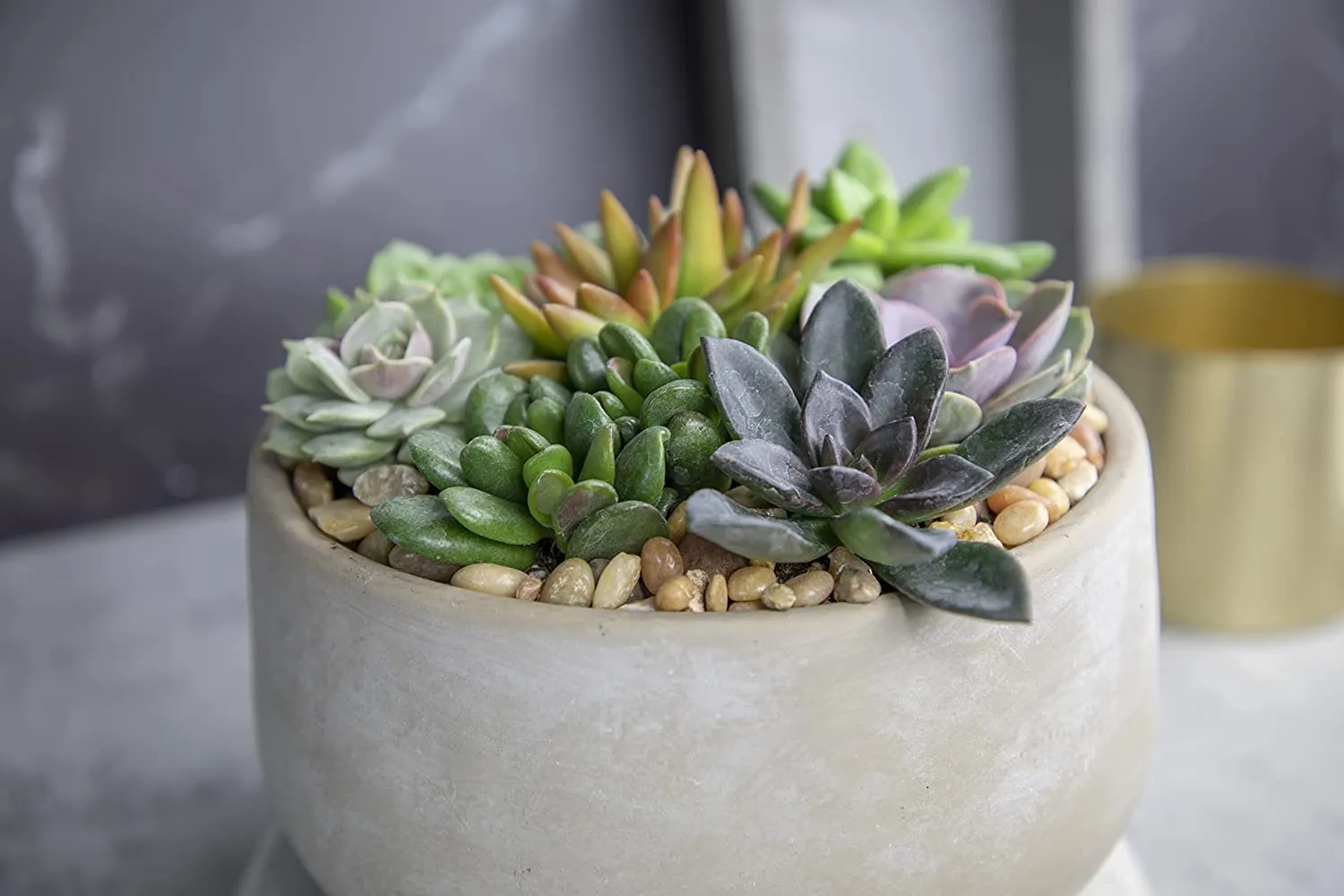 Succulent Plants, Fully Rooted in Planter Pots with Soil