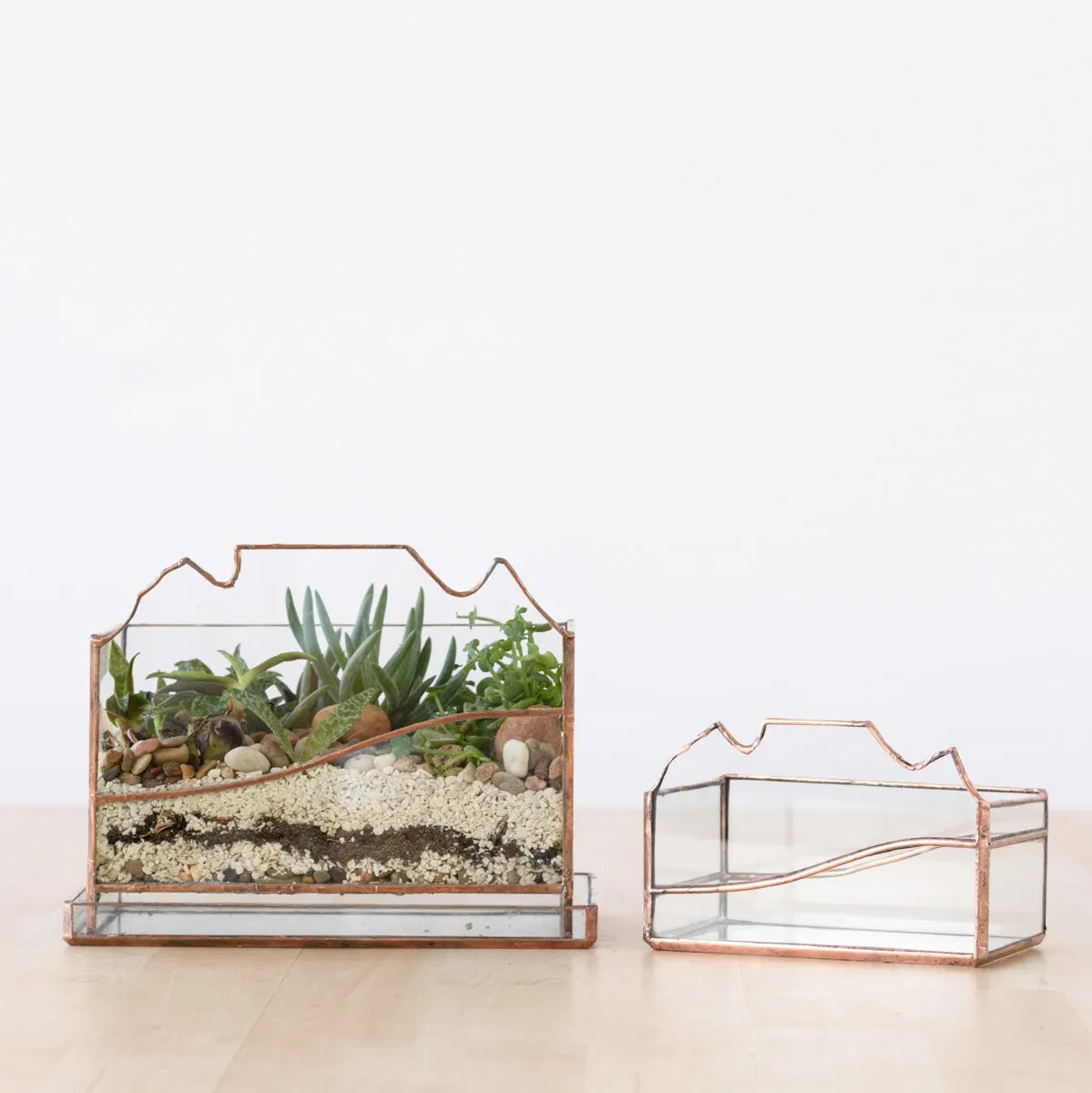 Terrarium - Table Mountain