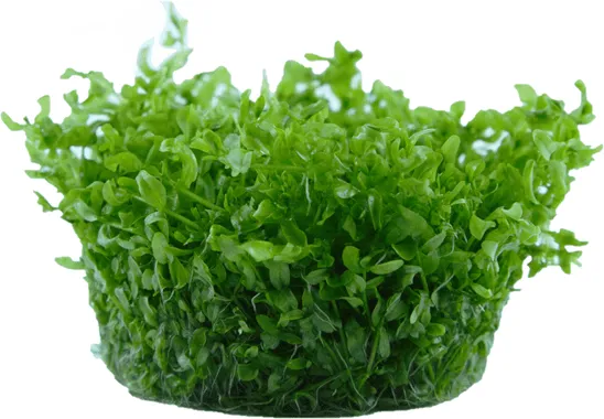Tropica Hemianthus Micranthemoides 1-2-GROW!