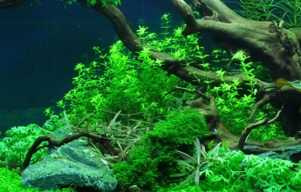 Tropica Hemianthus Micranthemoides 1-2-GROW!