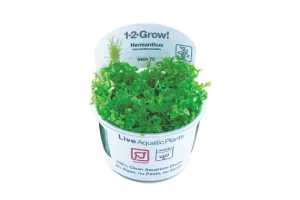 Tropica Hemianthus Micranthemoides 1-2-GROW!
