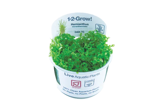 Tropica Hemianthus Micranthemoides 1-2-GROW!