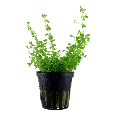 Tropica Hemianthus micranthemoides in Pot