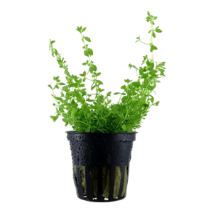 Tropica Hemianthus micranthemoides in Pot