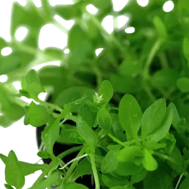 Tropica Hemianthus micranthemoides in Pot