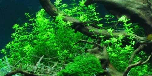 Tropica Potted Hemianthus micranthemoides