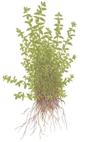 Tropica Potted Hemianthus micranthemoides