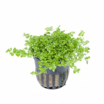 Tropica Potted Hemianthus micranthemoides