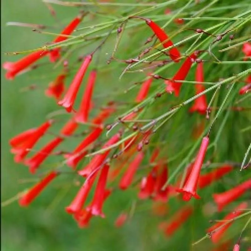 Vibrant and Energetic | The Red Russelia Plant for Sale