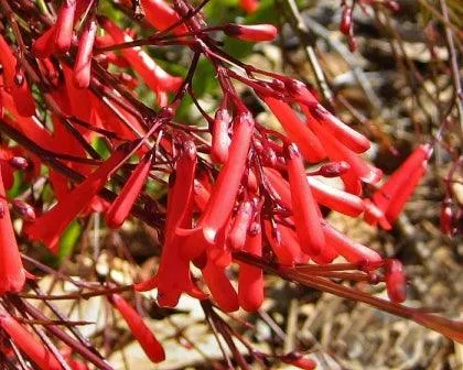 Vibrant and Energetic | The Red Russelia Plant for Sale
