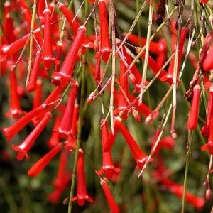 Vibrant and Energetic | The Red Russelia Plant for Sale