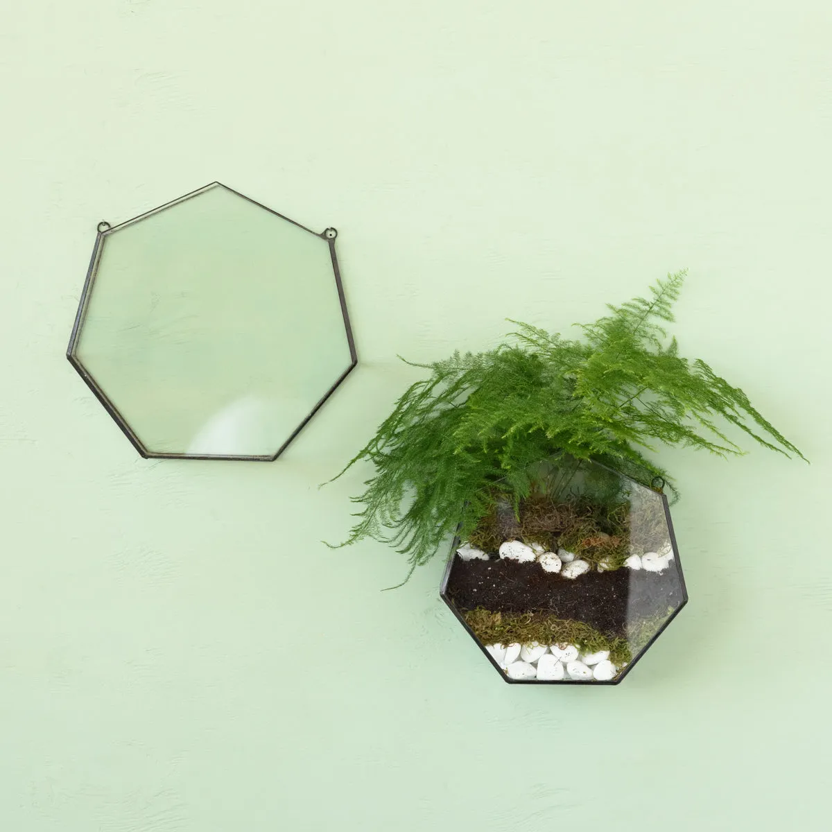 Wall Terrarium - Heptagon