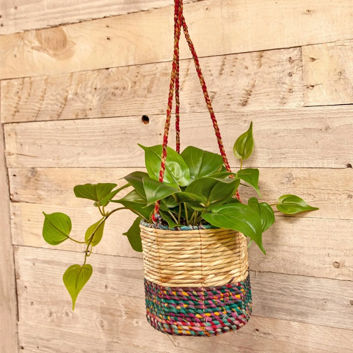 Wildlife World 12cm Small Cylindrical Artisan Hanging Plant Basket (Assorted Colours)